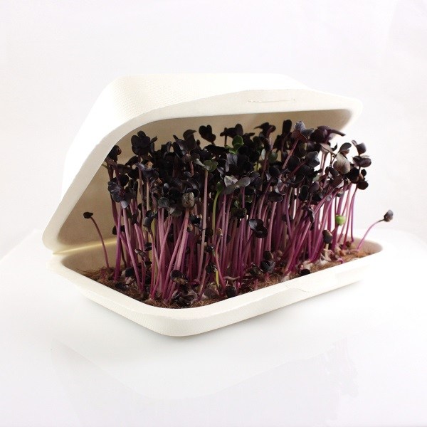 microbox cervena redkovka